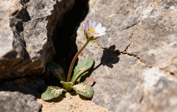 花朵植物摄影14