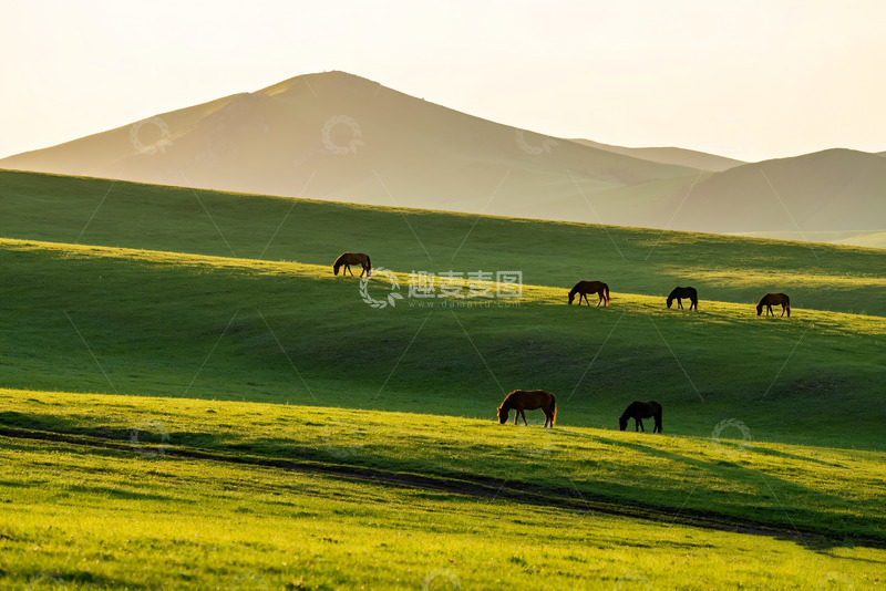 高清大图下载【趣麦麦图】草原上悠然吃草的骏马3