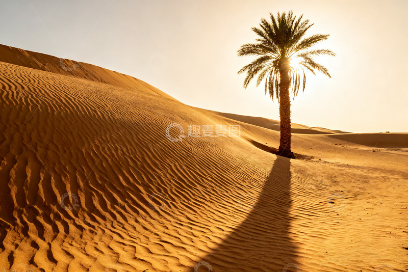 高清大图下载【趣麦麦图】沙漠中的孤独棕榈树