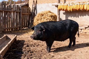 农家小院里的黑猪