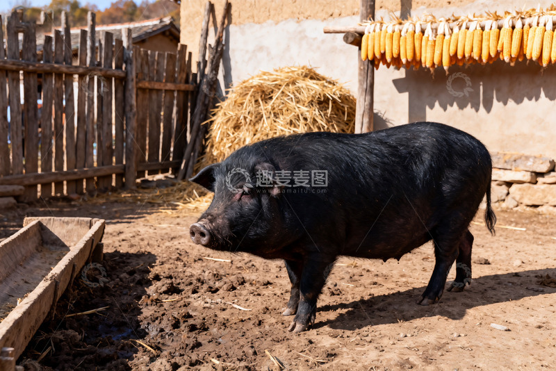 高清大图下载【趣麦麦图】农家小院里的黑猪