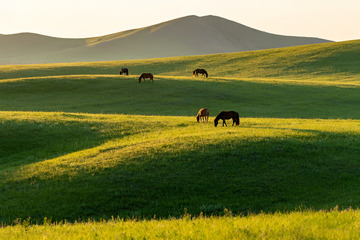 草原上悠然吃草的骏马