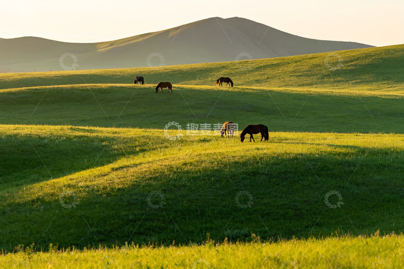高清大图下载【趣麦麦图】草原上悠然吃草的骏马
