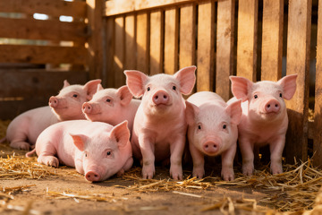 圈舍里的一群粉嫩小猪