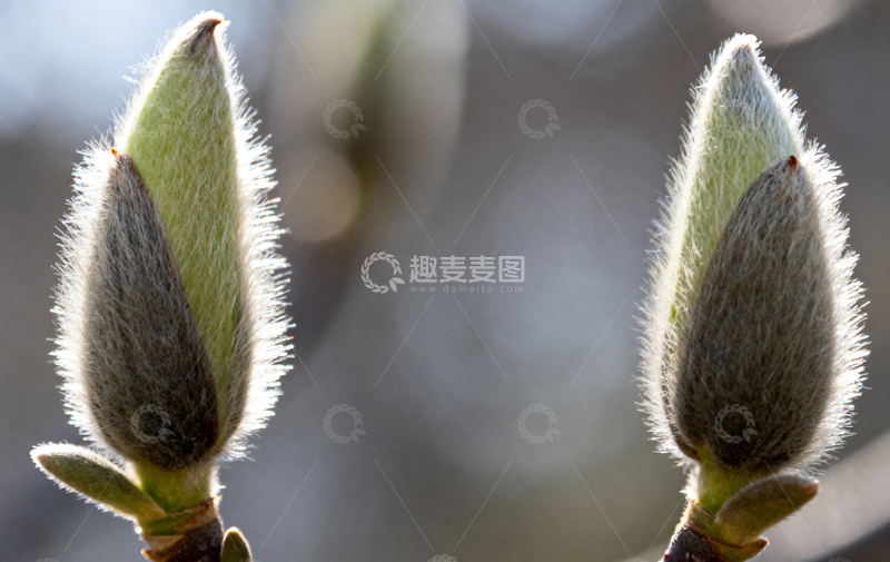 高清大图下载【趣麦麦图】花朵植物摄影20