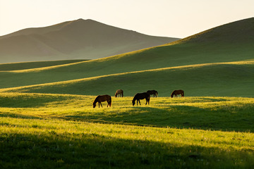 草原上悠然吃草的骏马2