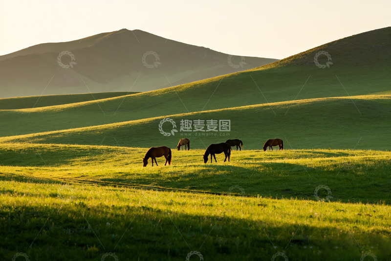 高清大图下载【趣麦麦图】草原上悠然吃草的骏马2