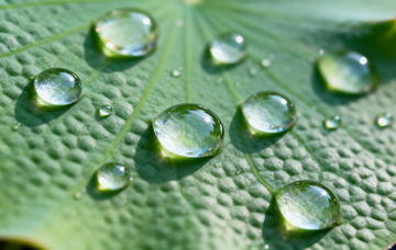 花朵植物摄影17