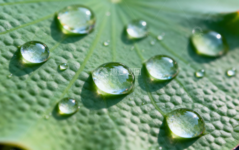 高清大图下载【趣麦麦图】花朵植物摄影17