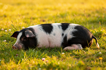 草地上可爱的黑白小猪