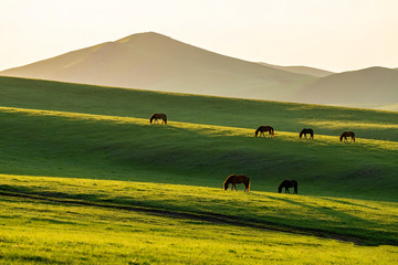 草原上悠然吃草的骏马4