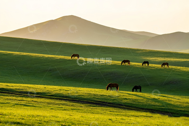 高清大图下载【趣麦麦图】草原上悠然吃草的骏马4
