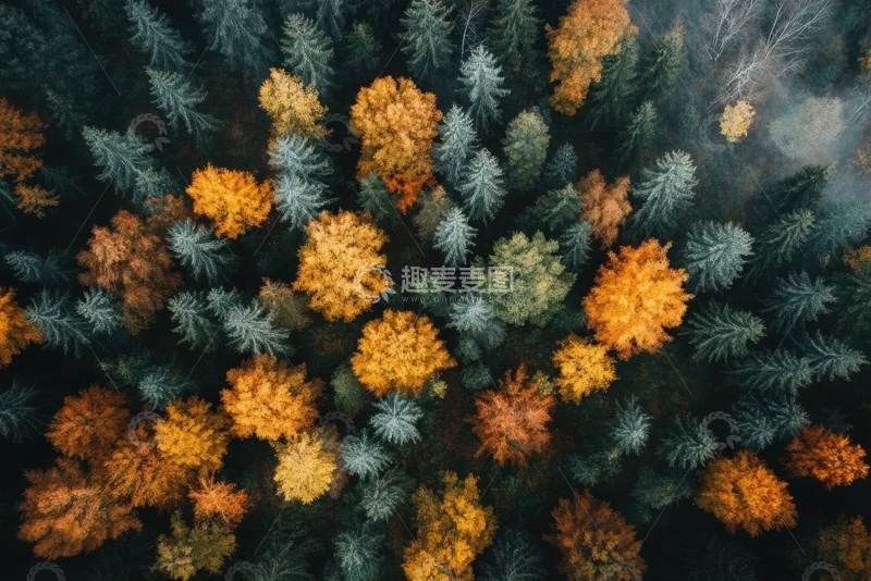 高清大图下载【趣麦麦图】秋季森林松树林美景