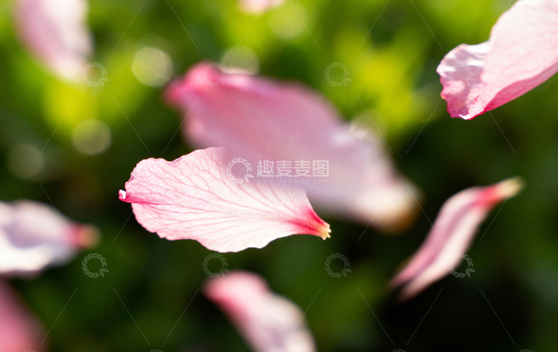 高清大图下载【趣麦麦图】花朵植物摄影10