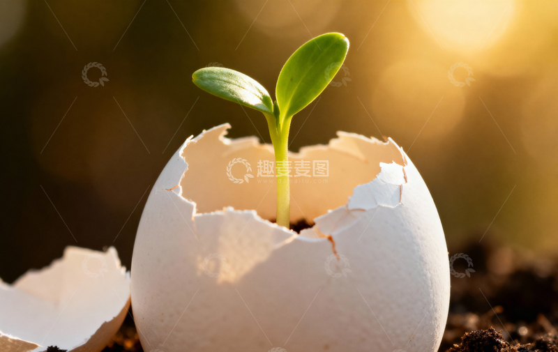 高清大图下载【趣麦麦图】花朵植物摄影3