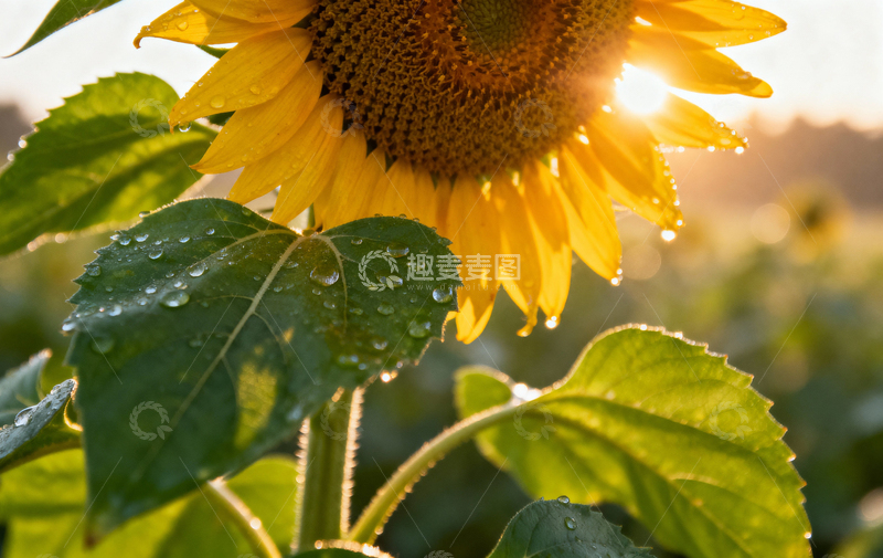 高清大图下载【趣麦麦图】花朵植物摄影2