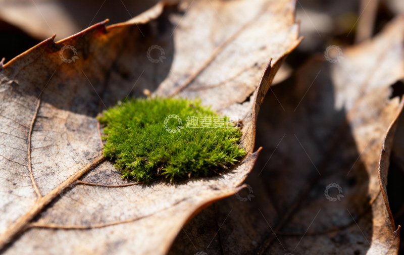 高清大图下载【趣麦麦图】花朵植物摄影6
