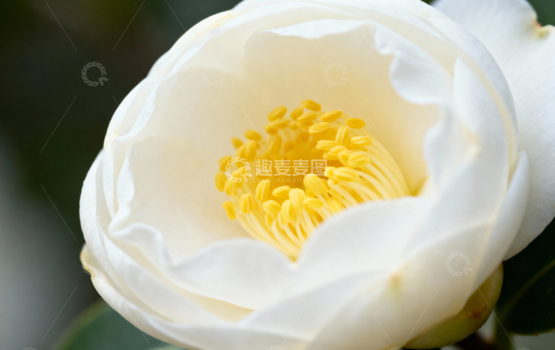 高清大图下载【趣麦麦图】花朵植物摄影12