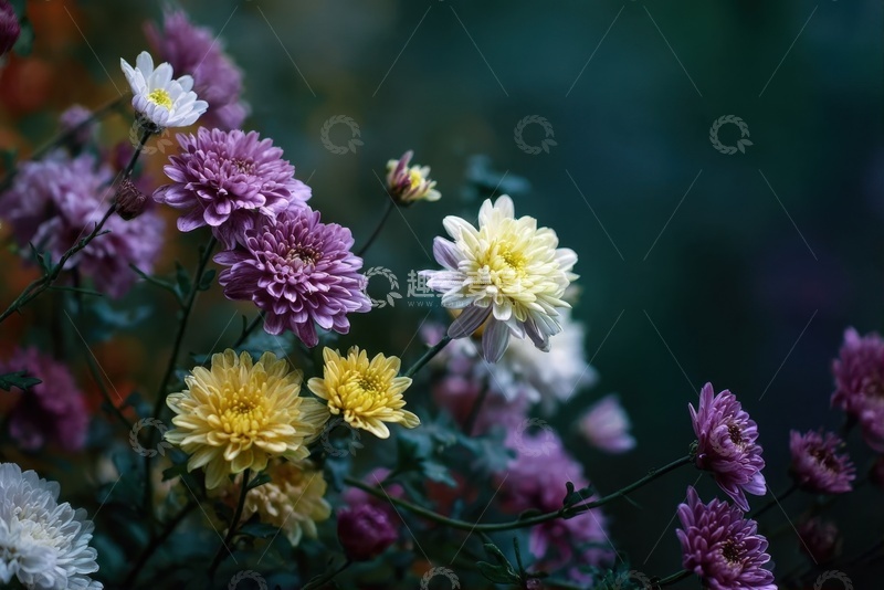 高清大图下载【趣麦麦图】盛开的菊花花丛摄影