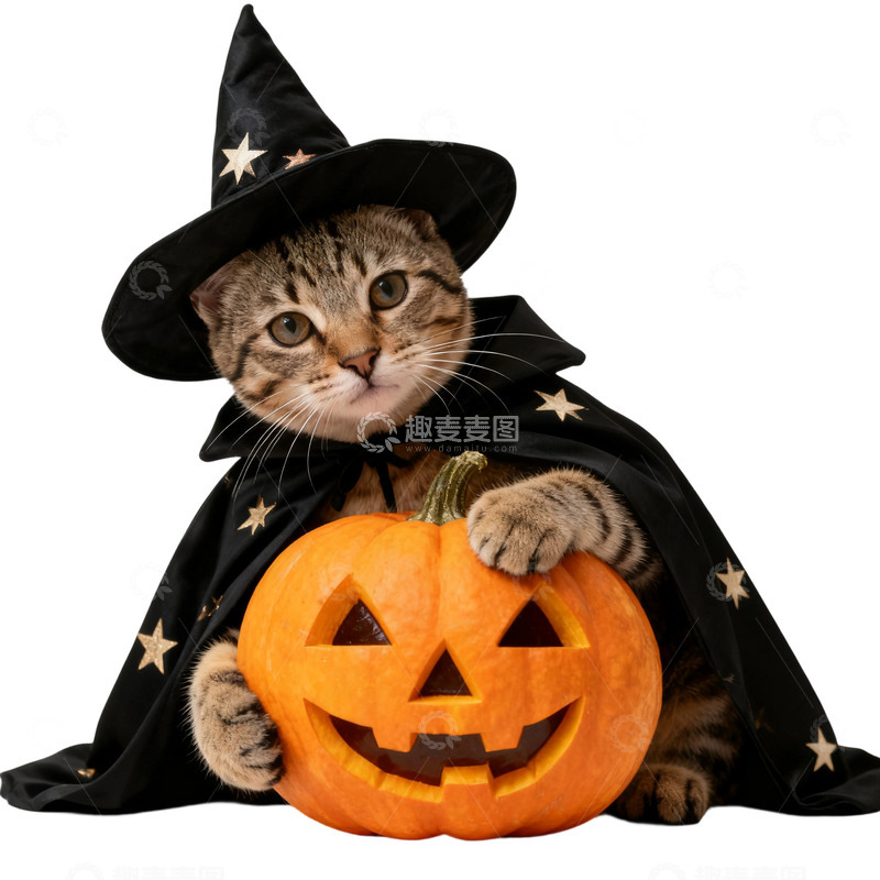 万圣节女巫狸花猫