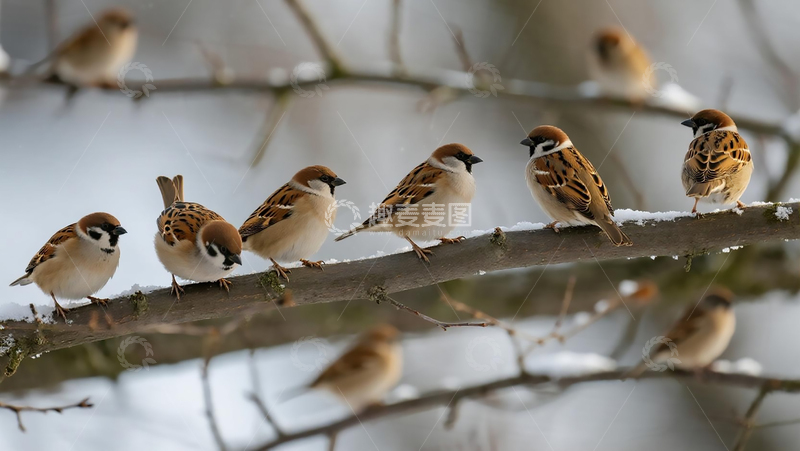 高清大图下载【趣麦麦图】冬季麻雀枝头摄影
