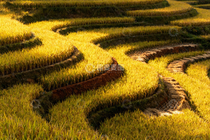 高清大图下载【趣麦麦图】金色梯田田园美景2