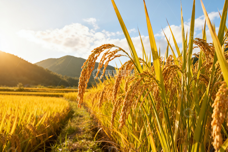 高清大图下载【趣麦麦图】金黄稻田与远山的美丽景致