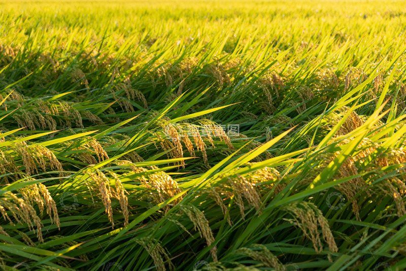 高清大图下载【趣麦麦图】金黄稻田里的丰收美景