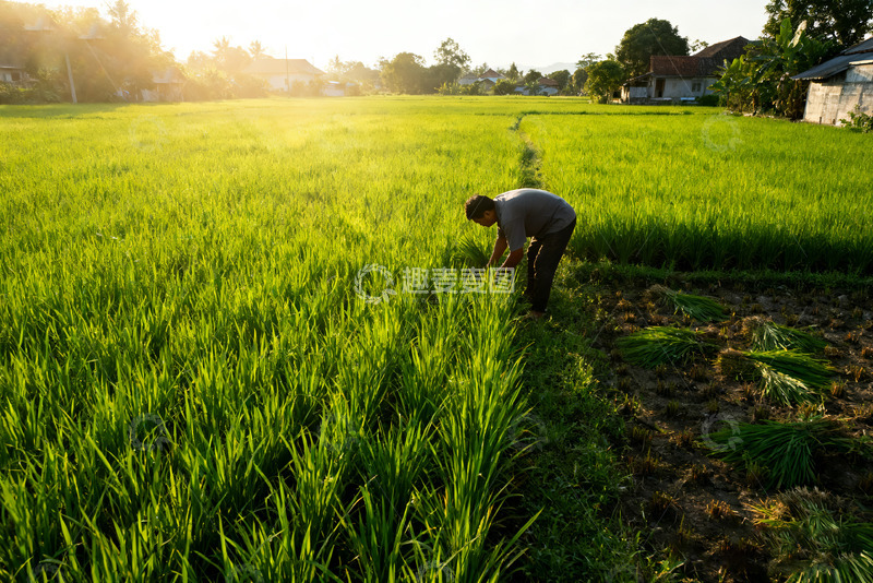 高清大图下载【趣麦麦图】夕阳下稻田里的辛勤劳作者2
