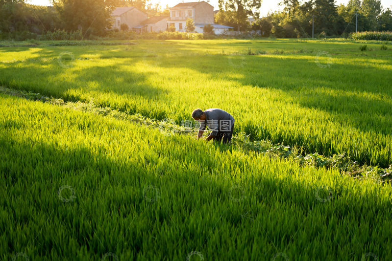 高清大图下载【趣麦麦图】夕阳下稻田里的劳作身影