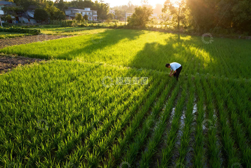高清大图下载【趣麦麦图】夕阳下稻田里的辛勤劳作者
