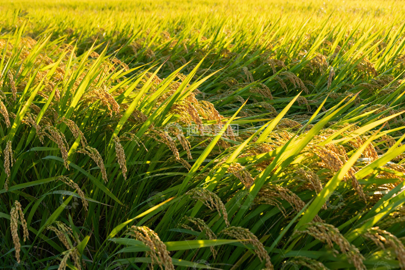 高清大图下载【趣麦麦图】金黄稻田里的丰收美景1