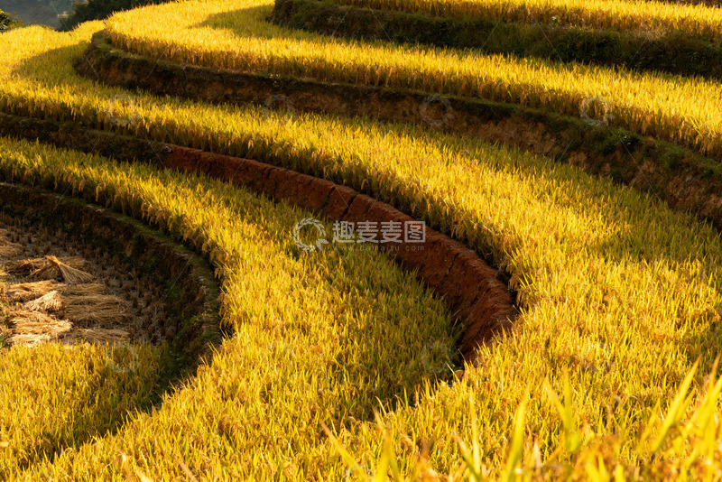 高清大图下载【趣麦麦图】金色梯田田园美景0