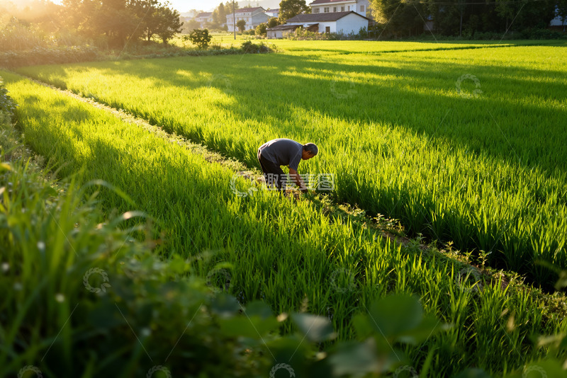 高清大图下载【趣麦麦图】夕阳下稻田里的辛勤劳作者3