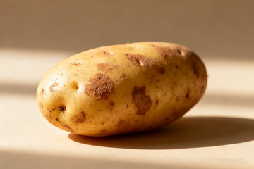 新鲜带泥发芽的黄皮土豆