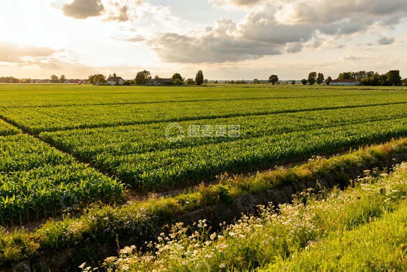 高清大图下载【趣麦麦图】秋日金黄稻田与远山美景