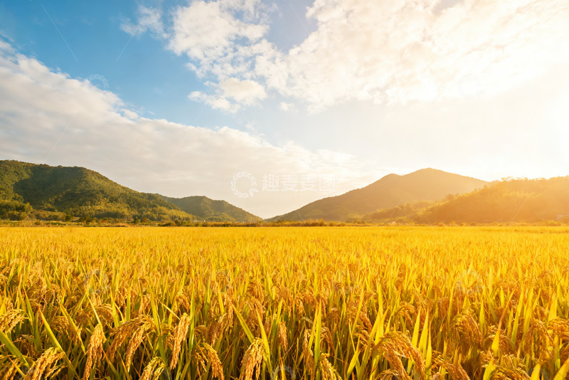 高清大图下载【趣麦麦图】金色稻田与远山的美丽风光