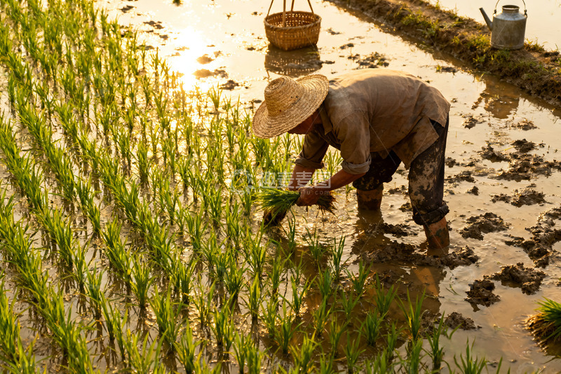 高清大图下载【趣麦麦图】夕阳下稻田里的插秧农人