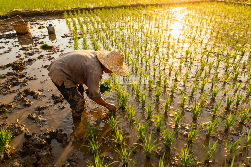 高清大图下载【趣麦麦图】夕阳下稻田里的插秧农人2