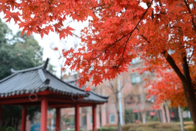 高清大图下载【趣麦麦图】秋季枫树凉亭