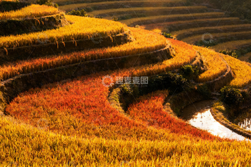 高清大图下载【趣麦麦图】秋日绚烂的多彩梯田风光