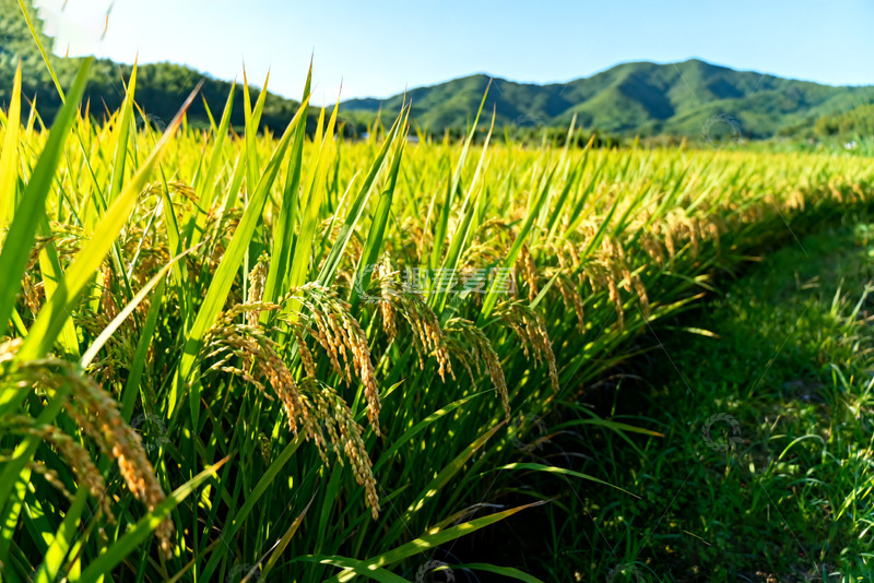 高清大图下载【趣麦麦图】-金黄稻田与远处青山美景