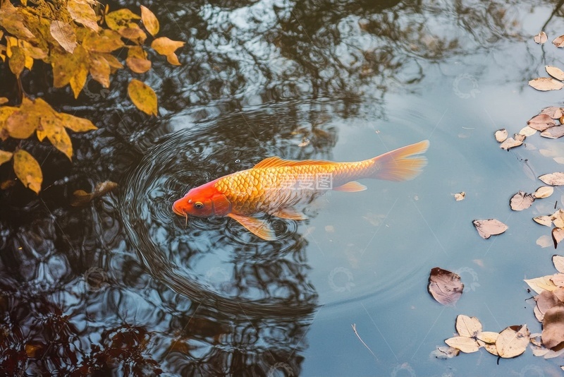 高清大图下载【趣麦麦图】湖泊里的一条鲤鱼