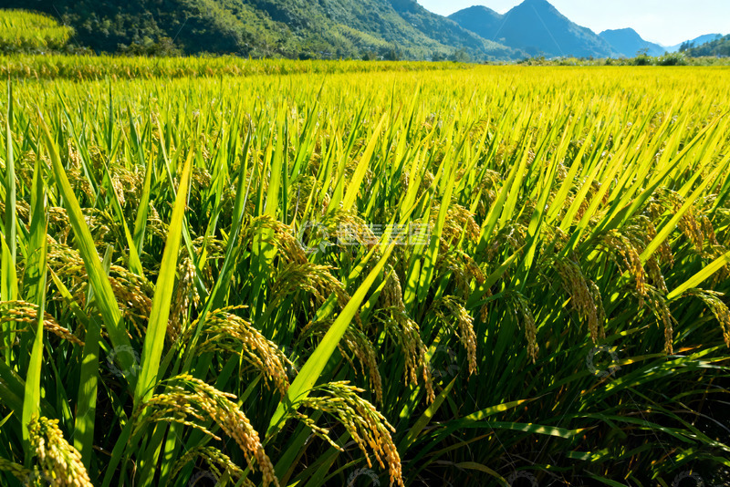 高清大图下载【趣麦麦图】山间金黄饱满的成熟稻穗