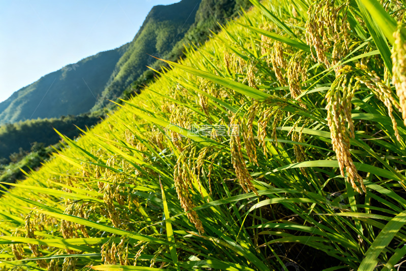 高清大图下载【趣麦麦图】金黄稻田与远处青山美景0