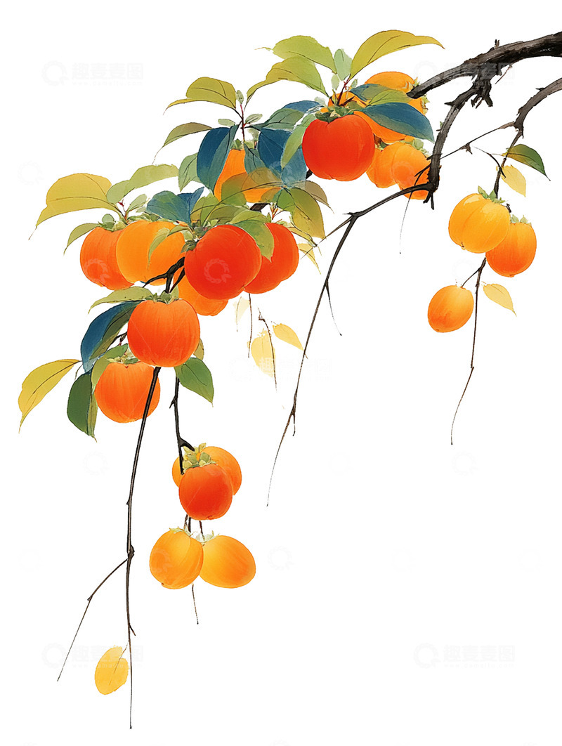 高清大图下载【趣麦麦图】柿子  橙红 清甜