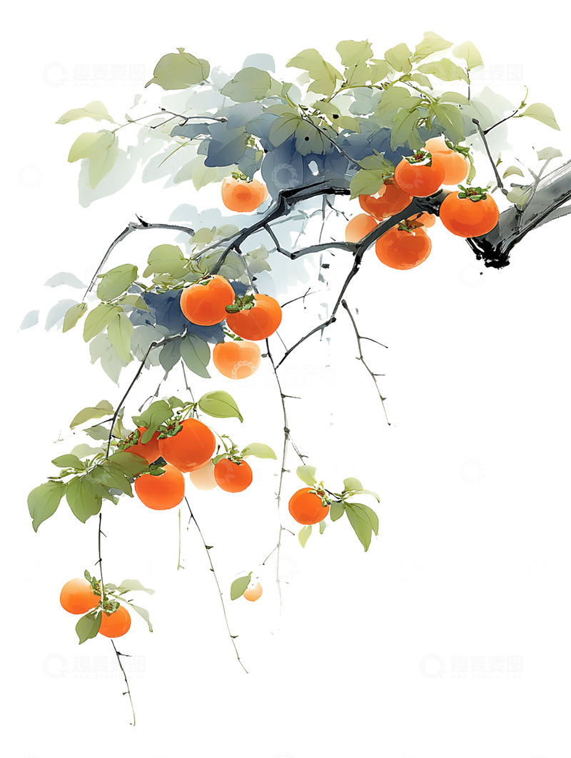 高清大图下载【趣麦麦图】柿子  橙红  如意