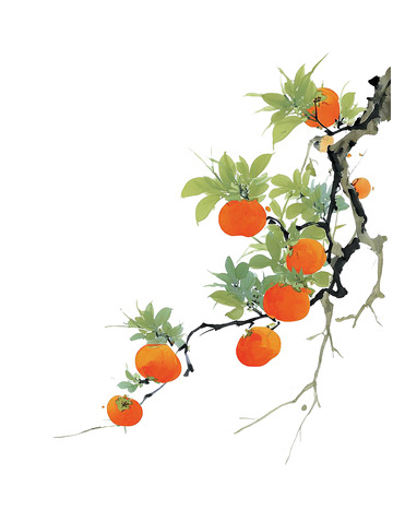 柿子  橙红  吉祥
