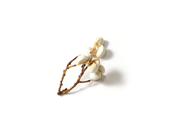 小白果白豆乌桕子种籽