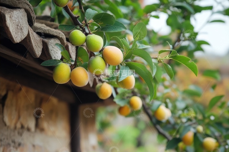 高清大图下载【趣麦麦图】挂在屋头的果子
